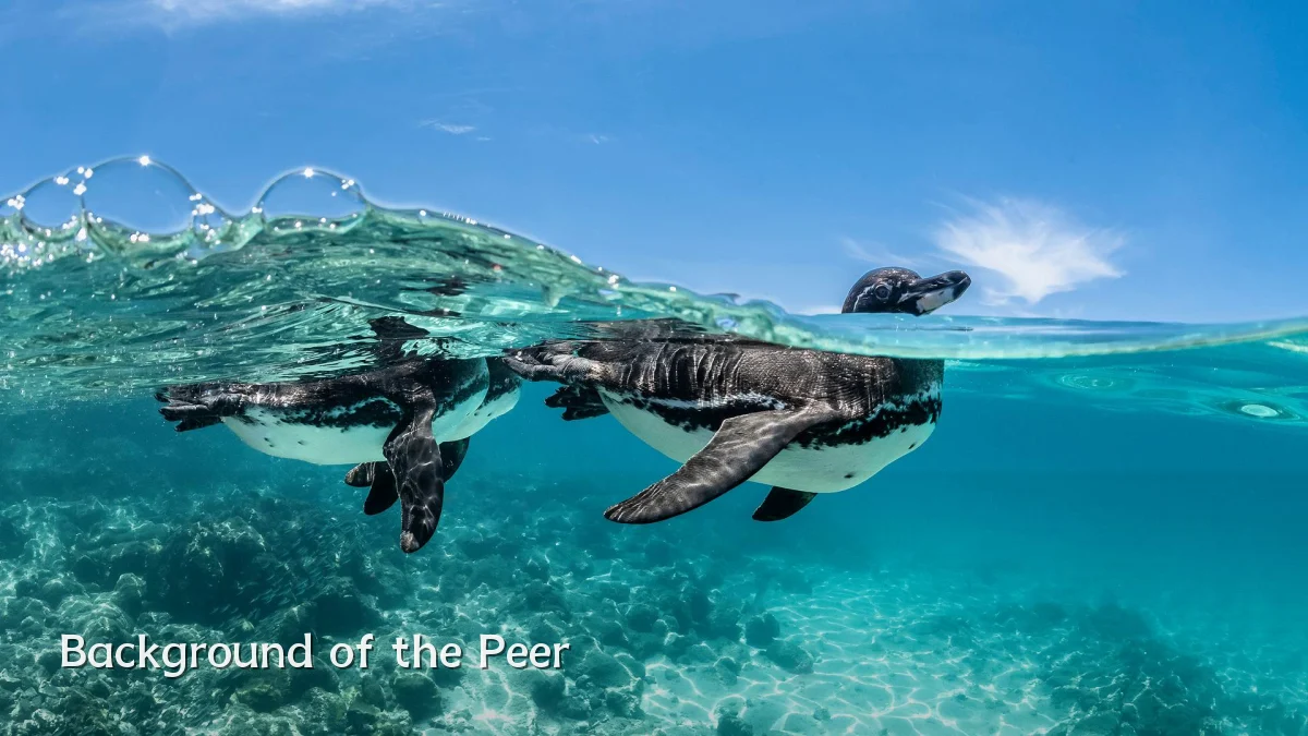 Background of the Peer