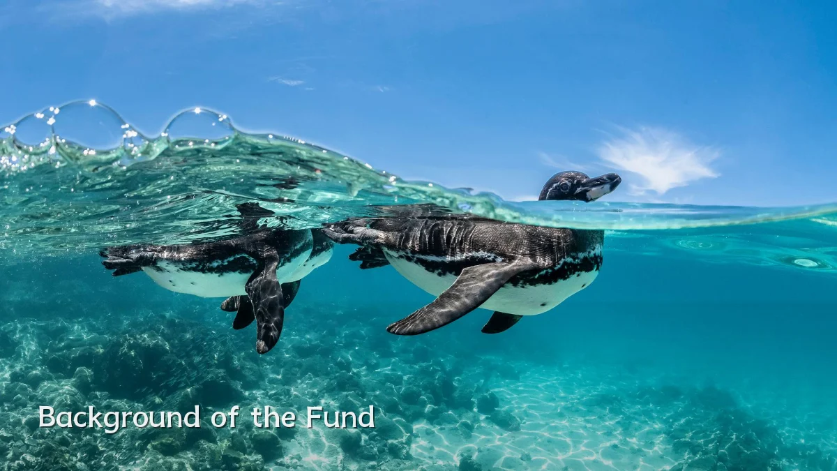 Background of the Fund