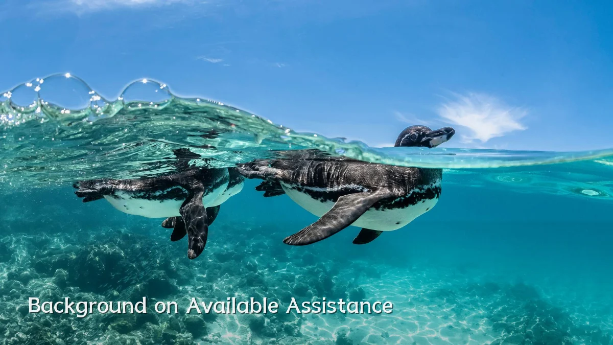 Background on Available Assistance
