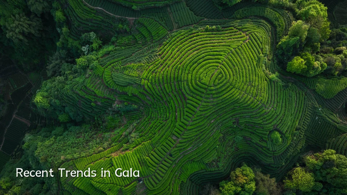 Recent Trends in Gala