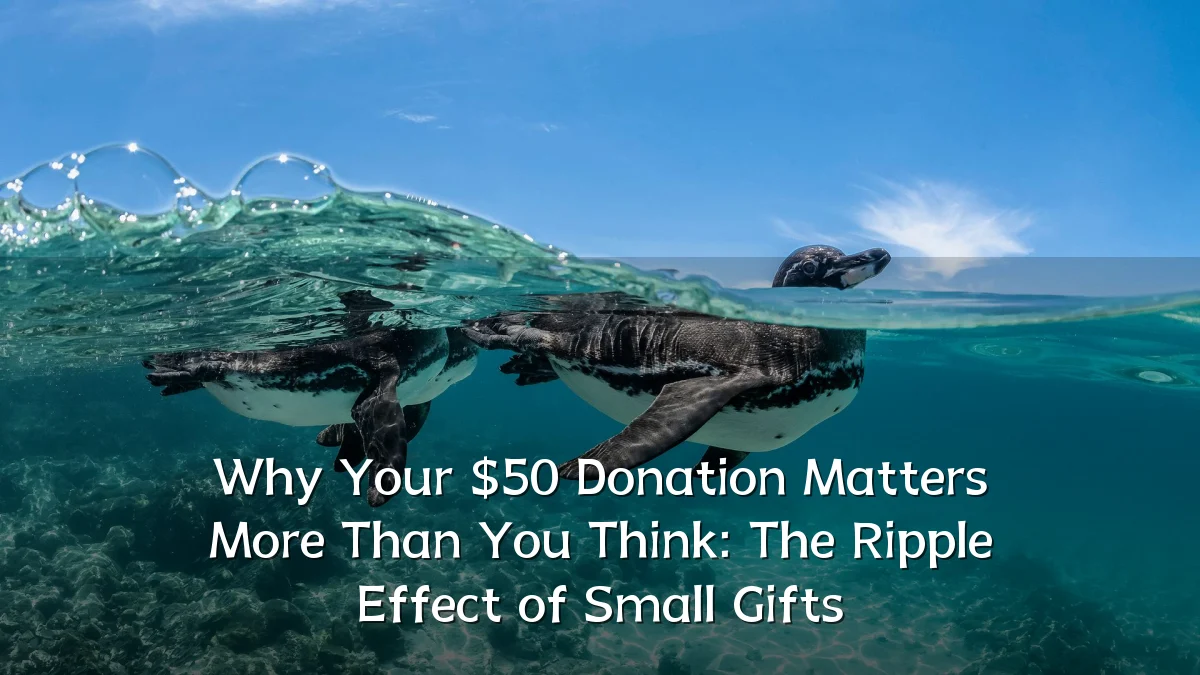 Why Your $50 Donation Matters More Than You Think: The Ripple Effect of Small Gifts